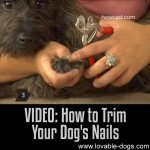 VIDEO: How To Trim Your Dog’s Nails