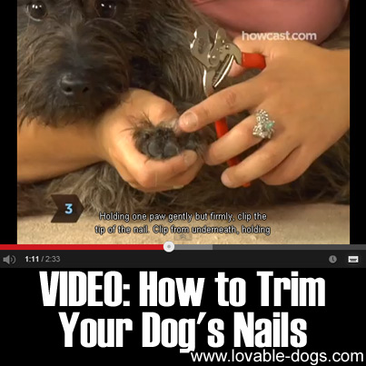 VIDEO- How to Trim your Dog's Nails