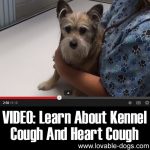 VIDEO: Learn About Kennel Cough and Heart Cough