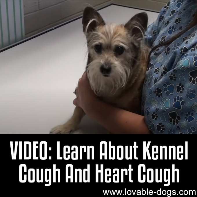 VIDEO- Learn About Kennel Cough and Heart Cough - WP