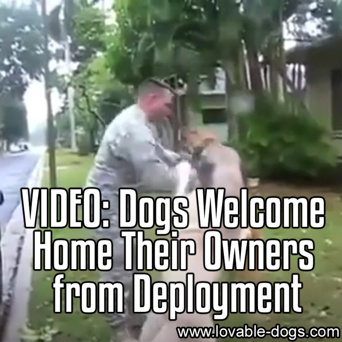 VIDEO - Military Reunions Dogs Welcome - WP