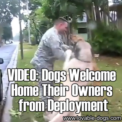 VIDEO - Military Reunions Dogs Welcoming Home Their Owners from Deployment