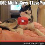 Video: Mishka The Dog Says “I Love You”