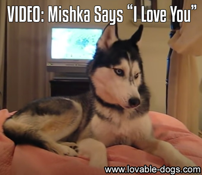 VIDEO - Mishka Says I Love You - WP