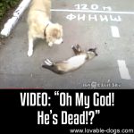 VIDEO: “Oh My God! He’s Dead!?”