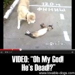 VIDEO: “Oh My God! He’s Dead!?”