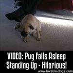 VIDEO: Pug Falls Asleep Standing Up – Hilarious!!