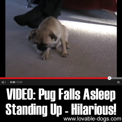 VIDEO- Pug Falls Asleep Standing Up - Hilarious