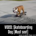 VIDEO: Skateboarding Dog