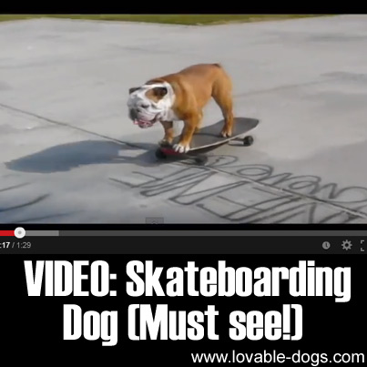 VIDEO - Skateboarding Dog