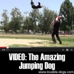 VIDEO: The Amazing Jumping Dog
