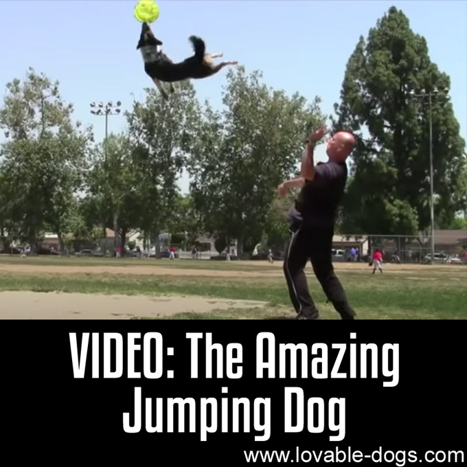 VIDEO- The Amazing Jumping Dog - WP