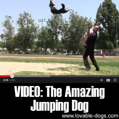 VIDEO- The Amazing Jumping Dog