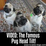 VIDEO: The Famous Pug Head Tilt
