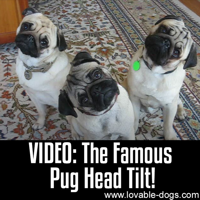 VIDEO - The Famous Pug Head Tilt - WP