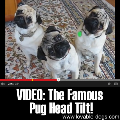 VIDEO - The Famous Pug Head Tilt