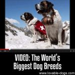 VIDEO: The World’s Biggest Dog Breeds