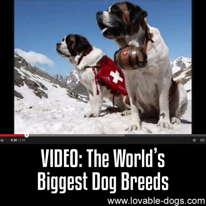 VIDEO - The World's Biggest Dog Breeds - WP