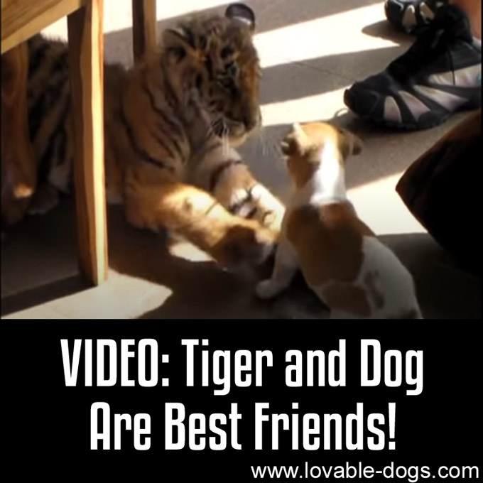 VIDEO - Tiger and Dog Are Best Friends - WP