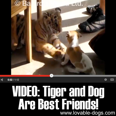 VIDEO - Tiger and Dog Are Best Friends