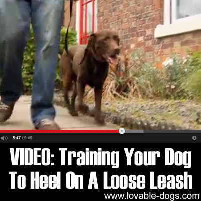 VIDEO - Training Your Dog To Heel On A Loose Leash