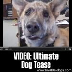 VIDEO: Ultimate Dog Tease