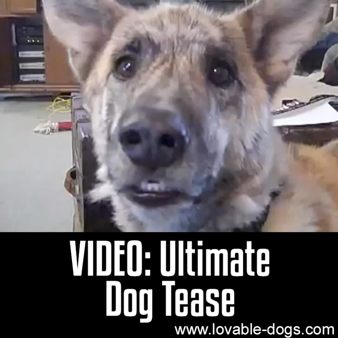 VIDEO - Ultimate Dog Tease - WP