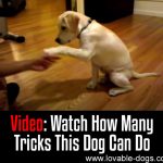 VIDEO: Watch How Many Tricks This Dog Can Do