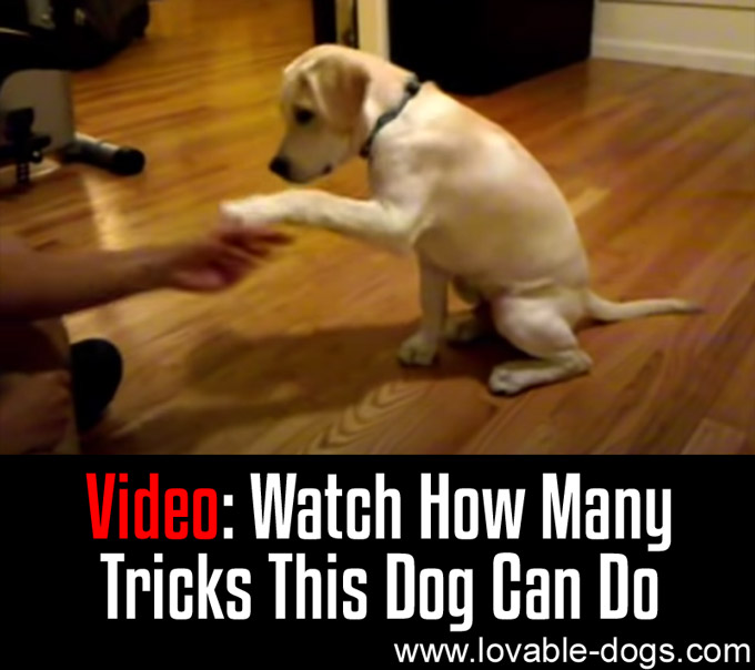 VIDEO - Watch How Many Tricks This Dog Can Do - WP