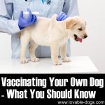 Vaccinating Your Own Dog – What You Should Know