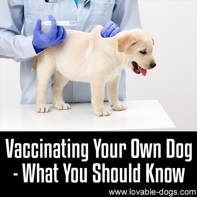 Vaccinating Your Own Dog - What You Should Know - WP