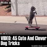 Video: 45 Cute And Clever Dog Tricks