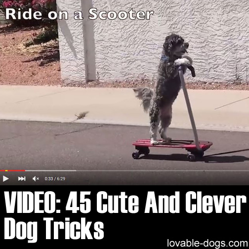 Video - 45 Cute And Clever Dog Tricks