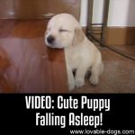 VIDEO: Cute Puppy Falling Asleep