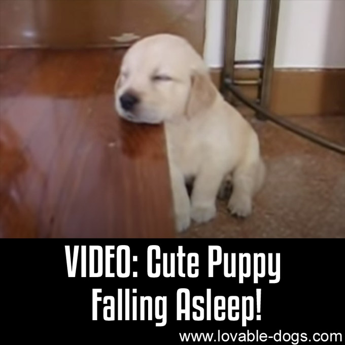 Video - Cute Puppy Falling Asleep - WP