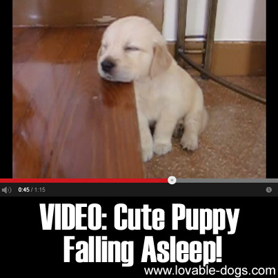 Video - Cute Puppy Falling Asleep