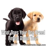 What Does Your Dog Breed Reveal About You?