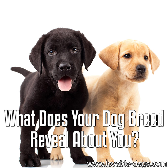 What Does Your Dog Breed Reveal About You - WP