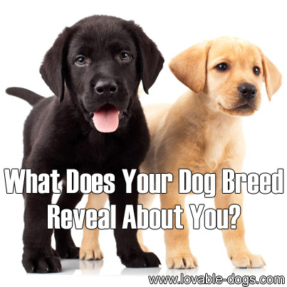 What Does Your Dog Breed Reveal About You