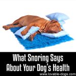 What Snoring Says About Your Dog’s Health