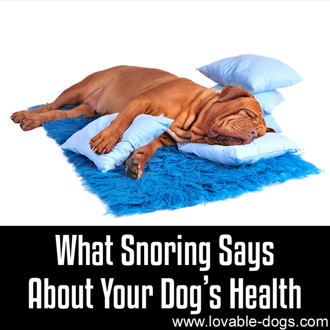 What Snoring Says About Your Dog’s Health - WP