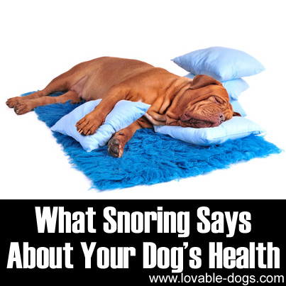 What Snoring Says About Your Dog’s Health