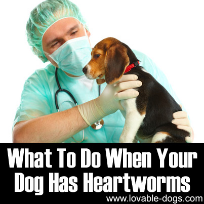 Lovable Dogs What To Do When Your Dog Has Heartworms - Lovable Dogs