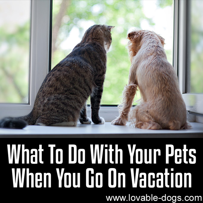 What To Do With Your Pets When You Go On Vacation - WP