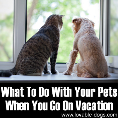 What To Do With Your Pets When You Go On Vacation