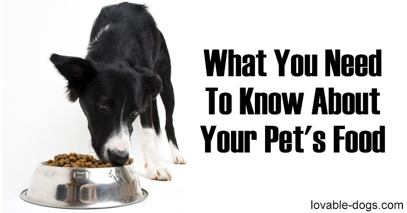 Lovable Dogs What You Need to Know About Your Pet's Food - Lovable Dogs