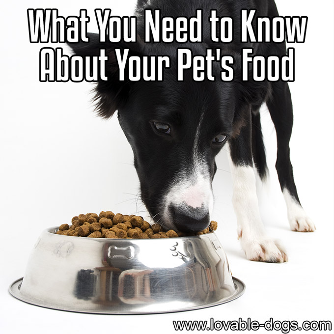 What You Need to Know About Your Pet's Food - WP