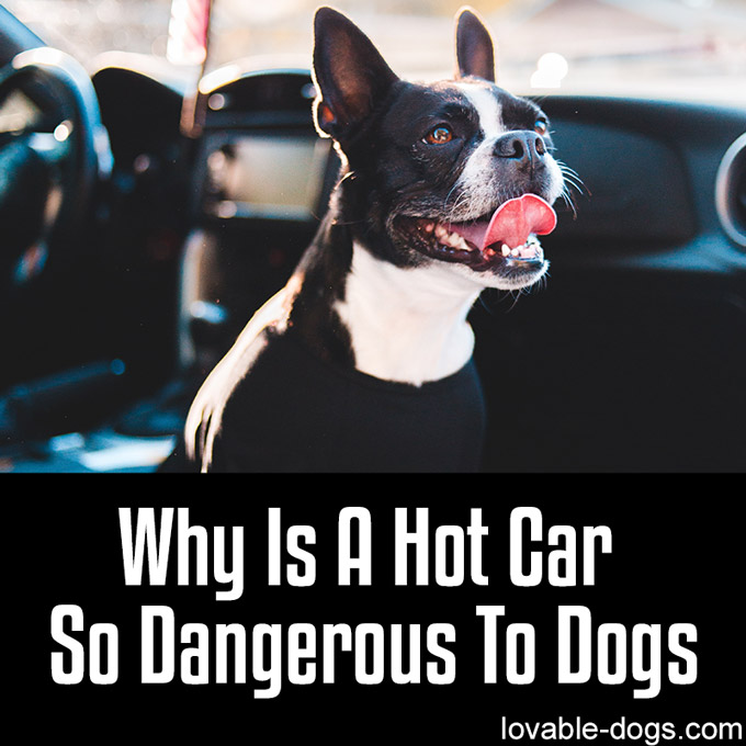 Why Is A Hot Car So Dangerous To Dogs - WP