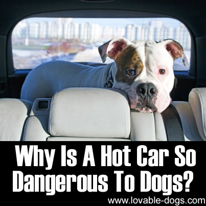 Why Is A Hot Car So Dangerous To Dogs