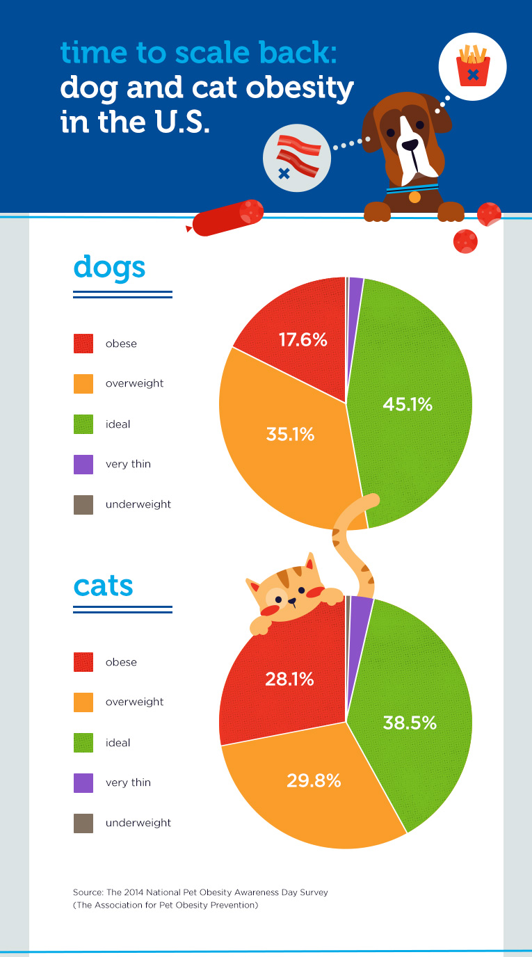 Dog And Cat Obesity In The USA